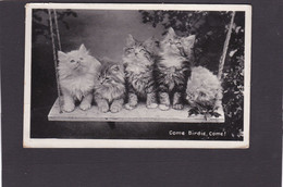 Cat Card   -Come Birdie Come !!.  RPPC.   1915.   (110). - Cats