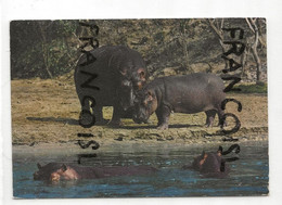 Hippopotames. East Africa. ELITE. 1982 - Hippopotames