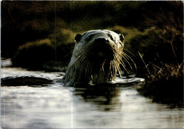 (1 G 9) UK - Scotland - Shetland Ireland Postcard Posted To Australia (1994) - Otter - Shetland