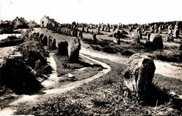 N°21469 Z -cpsm Carnac -alignement Du Ménec- - Dolmen & Menhirs