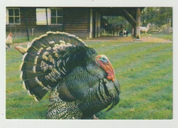 Postcard-ansichtkaart: Stichting Vrienden Van Het Hertenkamp En Vogelpark Helmond (NL) 1987 - Helmond