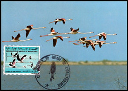 Mauritanie - Flamant Rose (Phoenicopterus Roseus Ruber) - Carte Maximum - Flamingos