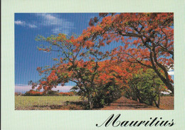 CPM - Les Flamboyants - Mauritius