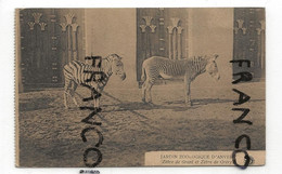 Jardin Zoologique D'Anvers. Zèbre De Grant Et Zèbre De Grévy. 1921 - Zebras