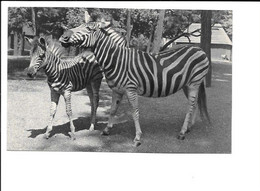 Muséum National D'Histoire Naturelle - Parc Zoologique Du Bois De Vincennes Paris - 402 Zèbre - Zebre