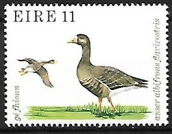 Ireland - MNH ** 1979 : Greater White-fronted Goose   - Anser Albifrons - Ganzen