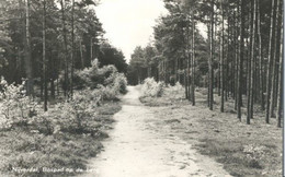 Nijverdal, Bospad Op De Berg. - Nijverdal