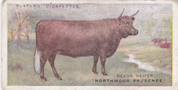 5 The Devon Cow  - British Livestock, 1915 -  Players Original Antique Cigarette Card - Animals - Player's