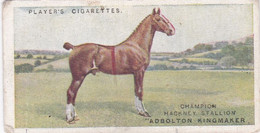 12 The Hackney   - Horse  - British Livestock, 1915 -  Players Original Antique Cigarette Card - Animals - Player's