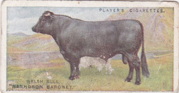 10 The Welsh Black  - Cow  - British Livestock, 1915 -  Players Original Antique Cigarette Card - Animals - Player's