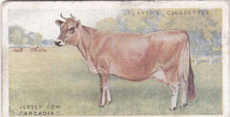 8 The Jersey, Cow   - British Livestock, 1915 -  Players Original Antique Cigarette Card - Animals - Player's