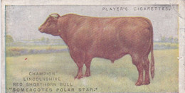 9 The Lincolnshire Red Shorthorn Cow   - British Livestock, 1915 -  Players Original Antique Cigarette Card - Animals - Player's