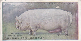 18 The Middle White - Pig   - British Livestock, 1915 -  Players Original Antique Cigarette Card - Animals - Player's