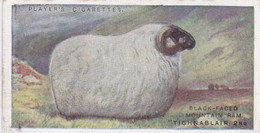 19 Scotth Blackface Sheep - Pig   - British Livestock, 1915 -  Players Original Antique Cigarette Card - Animals - Player's