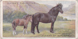 14 Shetland Pony  - British Livestock, 1915 -  Players Original Antique Cigarette Card - Animals - Player's
