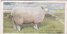 21 Kent Or Romney Marsh Sheep  - British Livestock, 1915 -  Players Original Antique Cigarette Card - Animals - Player's