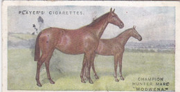 13 The Hunter Horse - British Livestock, 1915 -  Players Original Antique Cigarette Card - Animals - Player's