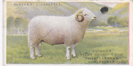 25 Welsh Mountain Sheep - British Livestock, 1915 -  Players Original Antique Cigarette Card - Animals - Player's