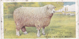 22 Lincoln Longwool Sheep - British Livestock, 1915 -  Players Original Antique Cigarette Card - Animals - Player's