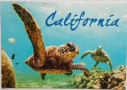 California Turtles - Schildpadden