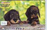 CHIEN Hond DOG Hund PERRO (1273) TECKEL - Dogs