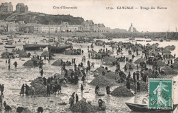 35 Cancale Cpa Le Triage Des Huitres Huitre Ostreiculture Cachet 1909 - Cancale
