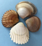 Lot Of 4 Different Seashells Oysters Conchs From Northern Mediterranean Israel - Coquillages