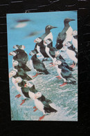 L 352 - Macareux Moine -  Carte Représentant Plusieurs Macareux Sur L'eau - Pas Circulé - Uccelli
