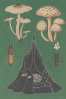 Postcard - Kew Gardens - Fungarium - Termite Mushroom, Ant Mushroom,ant Food - Full Details On Rear Of Card  - New - Sin Clasificación