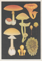 Postcard - Kew Gardens - Fungarium - Caesars Mushroom -  Full Details On Rear Of Card  - New - Sin Clasificación