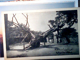 THE VIRGIN'S TREE EGYPTE NEAR CAIRO MATARIA ALBERO DELLA VERGINE  N1900 IN5183 - El Matareya