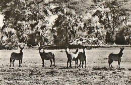 Mozambique ** & Postal, Znimals Of Mozambique,, Beira, Gorongosa, Zebras,Equus Burchelli (79799) - Zebre