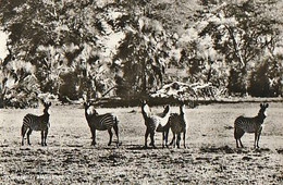 Mozambique ** & Postal, Znimals Of Mozambique,, Beira, Gorongosa, Zebras,Equus Burchelli (79799) - Zèbres