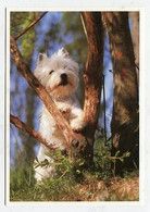 AK 036332 DOG - West Highlands White Terrier - Perros