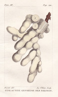 Stalactite Gypseuse Des Salines - Stalaktit Stalactite Cave Tropfstein Höhle Steine Stone Mineralogie Mineralo - Estampes & Gravures