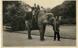 Antwerpen Anvers Indische Olifant Elephant Dierentuin Zoo Jardin Zoologique Tiergarten - Antwerpen