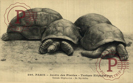 PARIS JARDIN DES PLANTES TORTUES ELÉPHANTINES TESTUDO ELEPHANTINA ILE SEYCHELLES    ANIMAL ANIMALS DIEREN ANIMAUX - Tortues