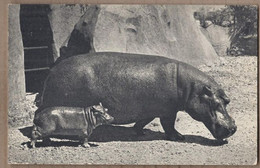 CPSM 94 - VINCENNES - ZOO De VINCENNES - HIPPOPOTAME Et Son Petit - TB PLAN - Parc Zoologique - Hipopótamos