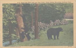 ETATS-UNIS  TENNESSEE  BLACK SHE BEAR WITH HER FOUR CUBS GREAT SMOKY MOUNTAINS NATIONAL PARK - Smokey Mountains
