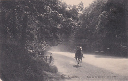 Bruxelles - Bois De La Cambre - Une Allée - Ed. Nels, Bruxelles, Série 1 No. 232 - Bossen, Parken, Tuinen