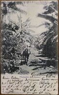 C. P. A. : GUATEMALA : Plantacion De "Banano", 2 Sellos Hacia  Marioupol, En 1905 - Guatemala