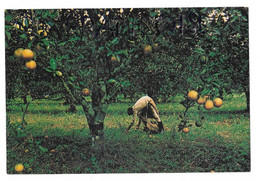 Belize. Cueillette D'oranges Dans Stann Creek Valley - Belize