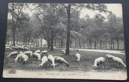 Bruxelles - Parc Elisabeth - Les Moutons - Koekelberg