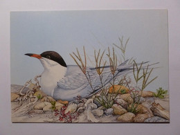 OISEAU - STERNE COMMUNE - Common Tern Sterna Hirundo - Carte Postale - Uccelli