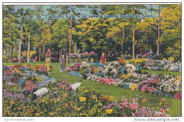 Florida Clearwater Beautiful Scene In The Japanese Gardens 1941 - Clearwater