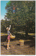 Florida Fort Lauderdale Picking Oranges At Floyd Wray's Flamingo Groves - Fort Lauderdale