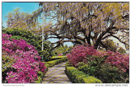 Louisiana Baton Rouge Azaleas In Bloom In Calitol Gardens - Baton Rouge