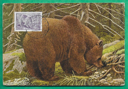 CARTE MAXIMUM MAX CARD OURS BEAR FINLANDE FINLAND SUOMI 15+3 MK 1953 - Maximum Cards & Covers