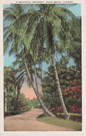 ETATS UNIS(PALM BEACH) ARBRE - Palm Beach