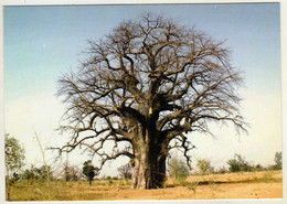 PAYS DOGON ( Mali)  Baobab Et Ruches   LA TOGUNA  71290 CUISERY - Mali